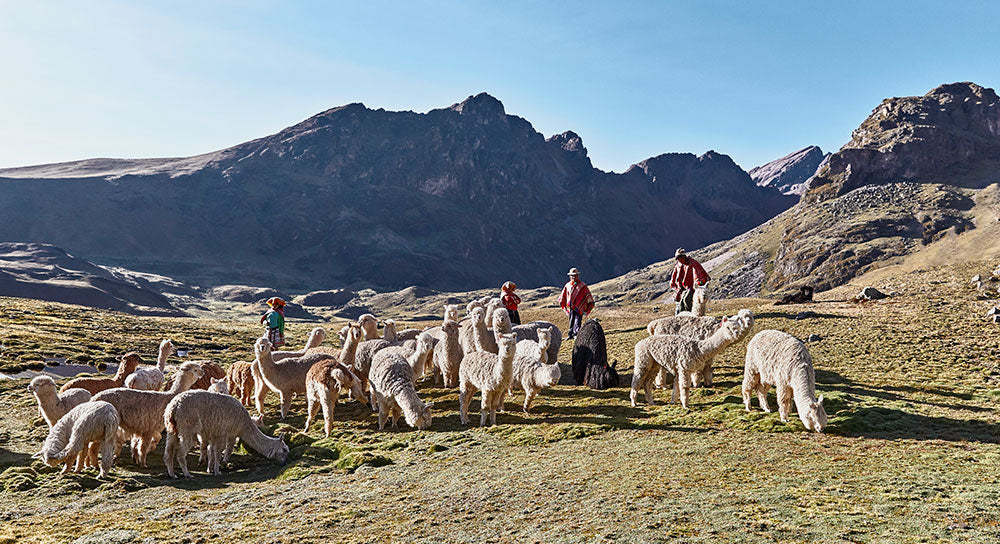 Ensuring Proper Care Of Alpacas