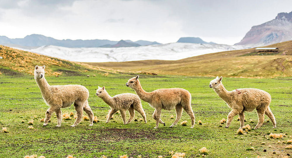 South American Camelids: Huacayo Alpaca (Part 1 Of 5)