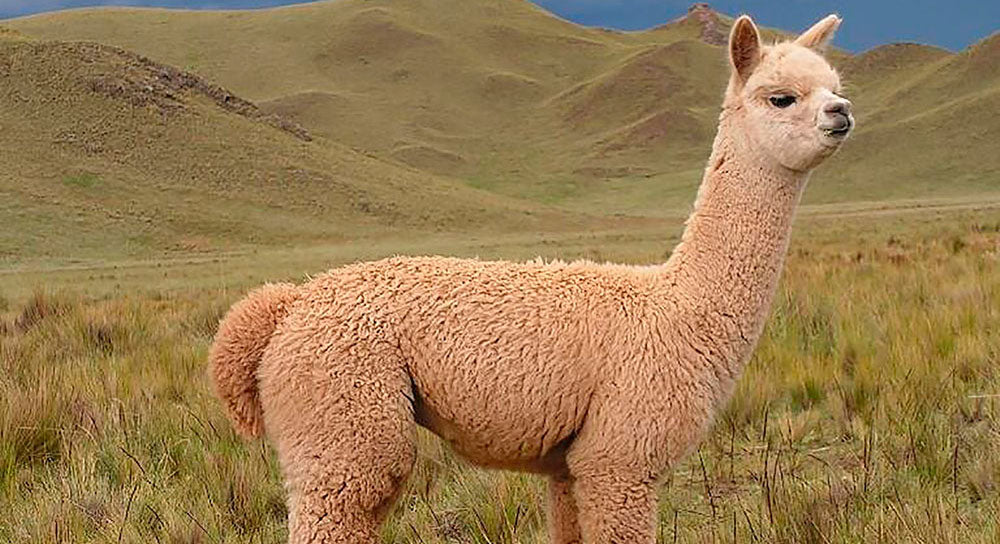 The Benefits Of Alpaca Wool: Part 2