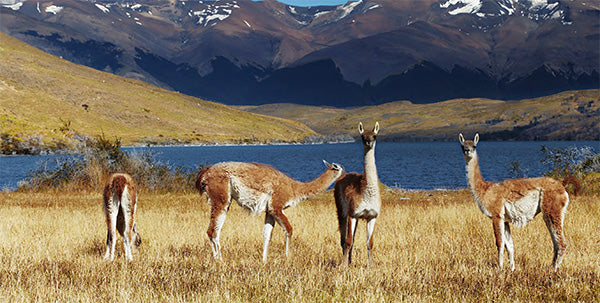 Guanaco: The Overshadowed Luxury Fiber