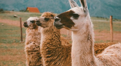 Exploring Luxurious Natural Fibers: Alpaca Vs. Llama