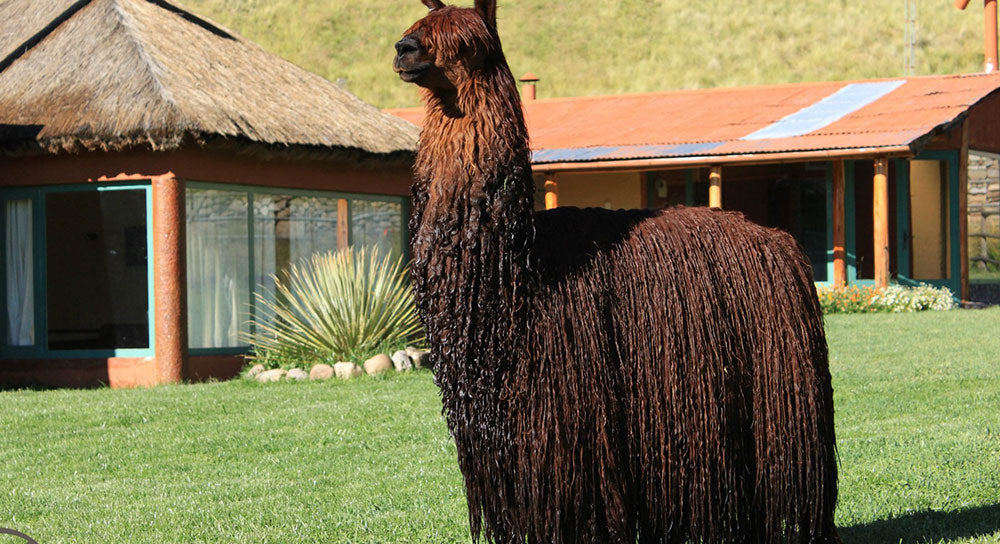 South American Camelids: Suri Alpaca (Part 2 Of 5)